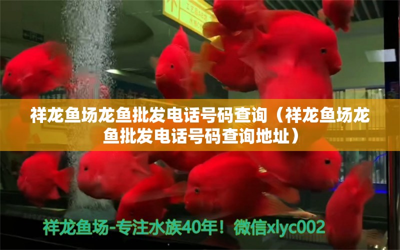 祥龍魚場龍魚批發(fā)電話號碼查詢（祥龍魚場龍魚批發(fā)電話號碼查詢地址） 龍魚批發(fā)