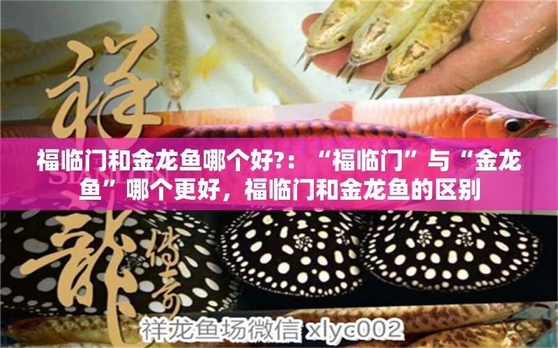 福臨門和金龍魚哪個好?：“福臨門”與“金龍魚”哪個更好，福臨門和金龍魚的區(qū)別 水族問答 第1張