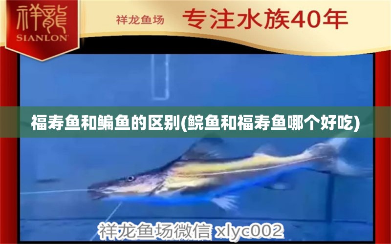 福壽魚和鳊魚的區(qū)別(鯇魚和福壽魚哪個好吃)