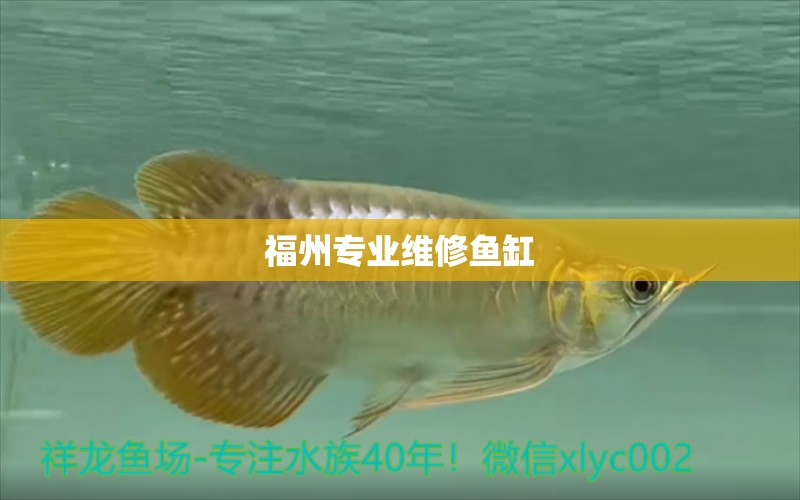 福州專業(yè)維修魚缸