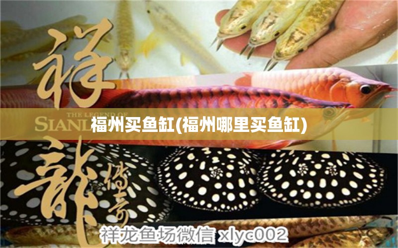 福州買(mǎi)魚(yú)缸(福州哪里買(mǎi)魚(yú)缸) 鸚鵡魚(yú)