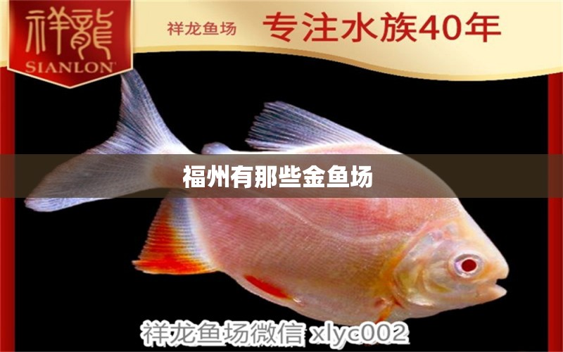 福州有那些金魚場  夢幻雷龍魚