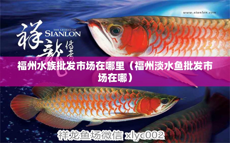 福州水族批發(fā)市場在哪里（福州淡水魚批發(fā)市場在哪） 觀賞魚水族批發(fā)市場