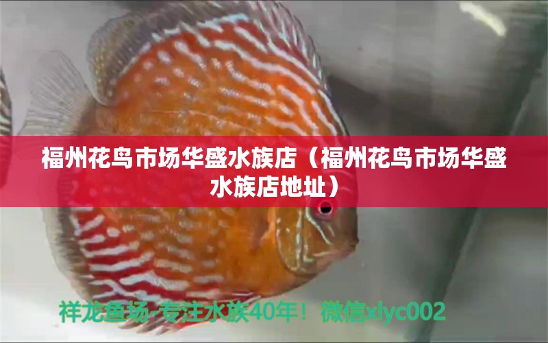 福州花鳥市場華盛水族店（福州花鳥市場華盛水族店地址）