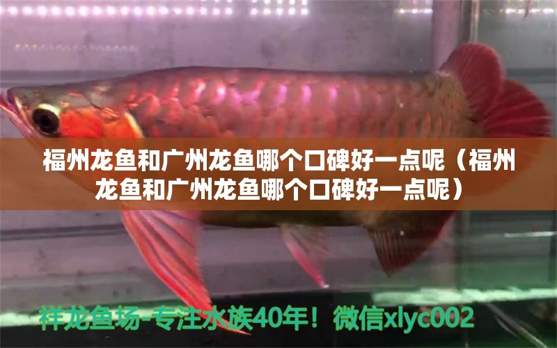 福州龍魚和廣州龍魚哪個(gè)口碑好一點(diǎn)呢（福州龍魚和廣州龍魚哪個(gè)口碑好一點(diǎn)呢）