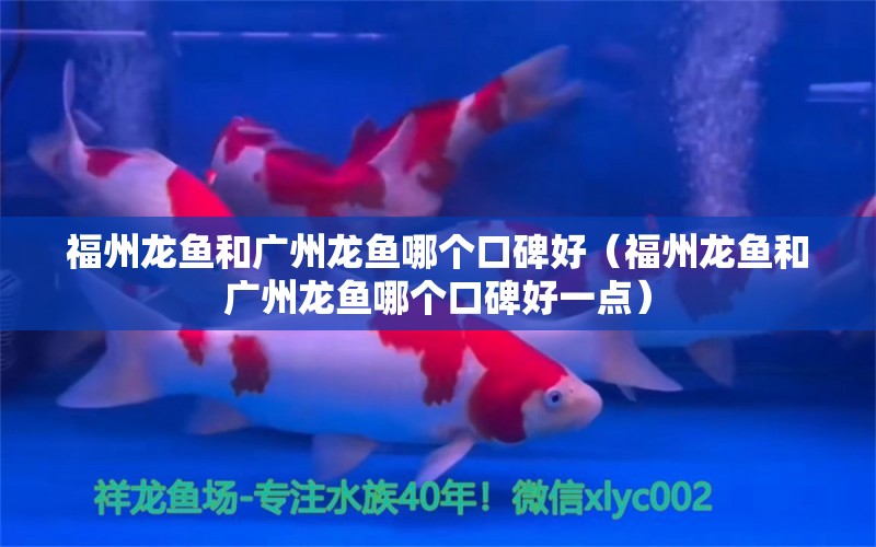 福州龍魚和廣州龍魚哪個口碑好（福州龍魚和廣州龍魚哪個口碑好一點）