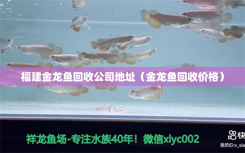 福建金龍魚回收公司地址（金龍魚回收價(jià)格）