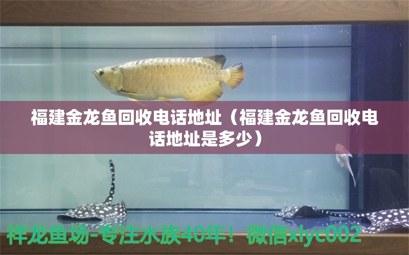 福建金龍魚回收電話地址（福建金龍魚回收電話地址是多少）