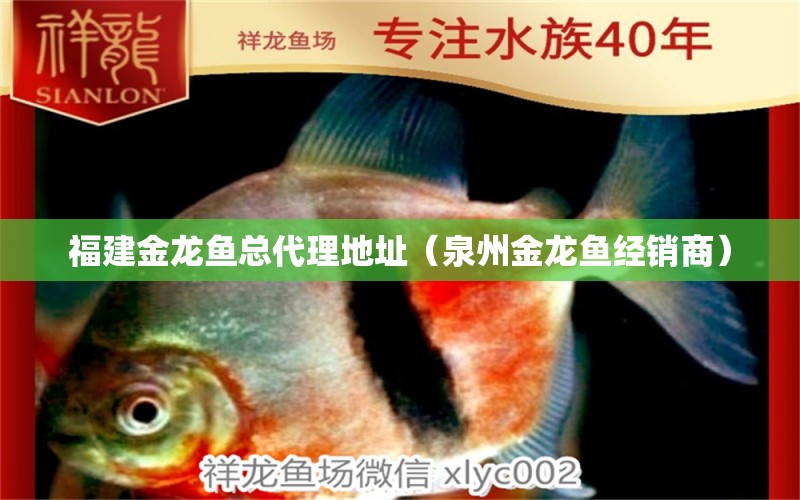 福建金龍魚總代理地址（泉州金龍魚經(jīng)銷商）