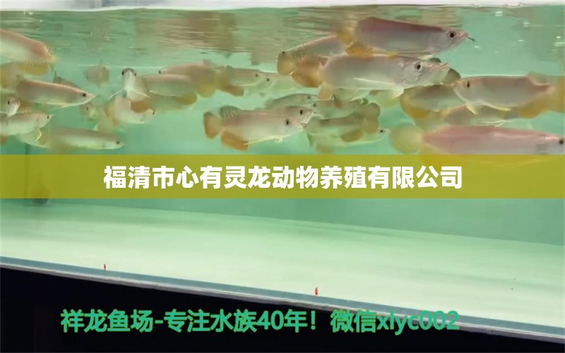 福清市心有靈龍動物養(yǎng)殖有限公司 全國水族館企業(yè)名錄