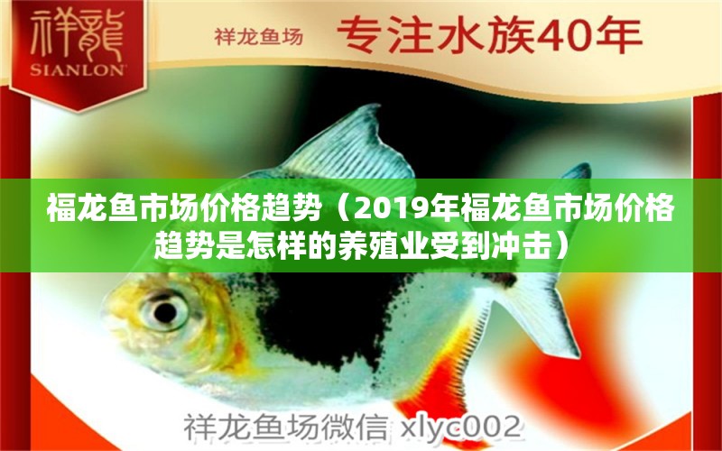 福龍魚(yú)市場(chǎng)價(jià)格趨勢(shì)（2019年福龍魚(yú)市場(chǎng)價(jià)格趨勢(shì)是怎樣的養(yǎng)殖業(yè)受到?jīng)_擊） 水族問(wèn)答 第2張