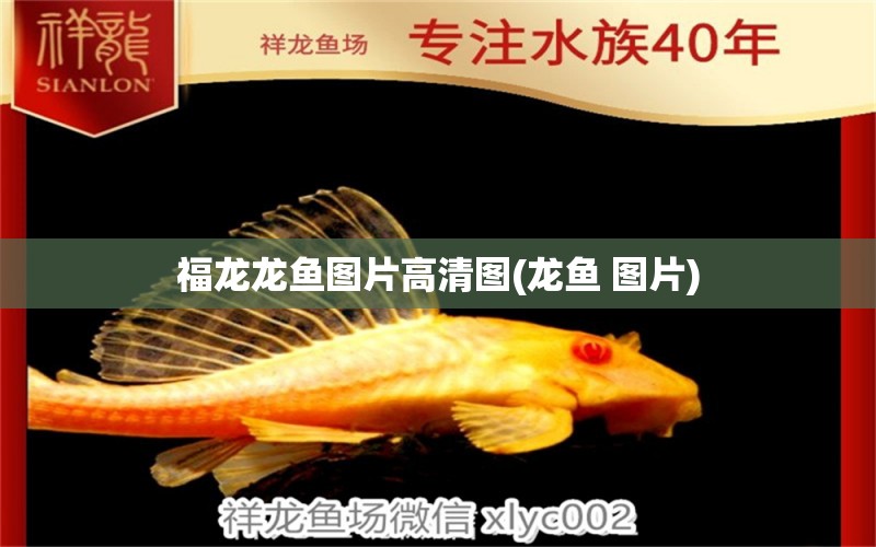 福龍龍魚圖片高清圖(龍魚 圖片) 蝴蝶鯉魚苗