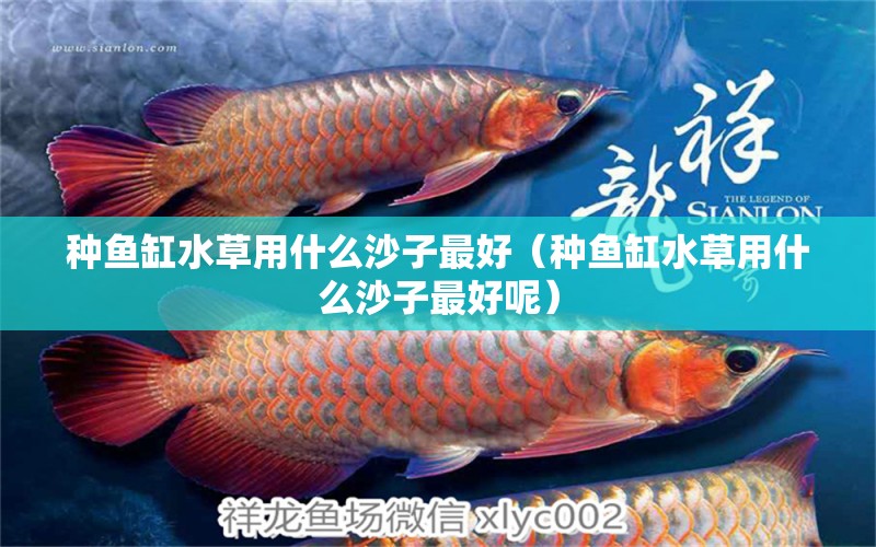 種魚缸水草用什么沙子最好（種魚缸水草用什么沙子最好呢） 水草