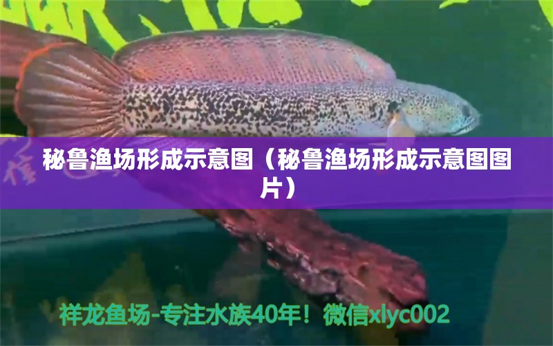 秘魯漁場形成示意圖（秘魯漁場形成示意圖圖片） 廣州龍魚批發(fā)市場