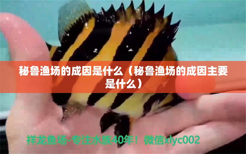 秘魯漁場的成因是什么（秘魯漁場的成因主要是什么） 觀賞魚水族批發(fā)市場