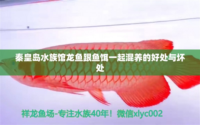 秦皇島水族館龍魚跟魚餌一起混養(yǎng)的好處與壞處