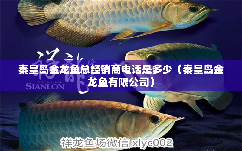 秦皇島金龍魚總經銷商電話是多少（秦皇島金龍魚有限公司） 紅老虎魚