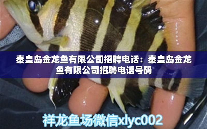 秦皇島金龍魚(yú)有限公司招聘電話：秦皇島金龍魚(yú)有限公司招聘電話號(hào)碼