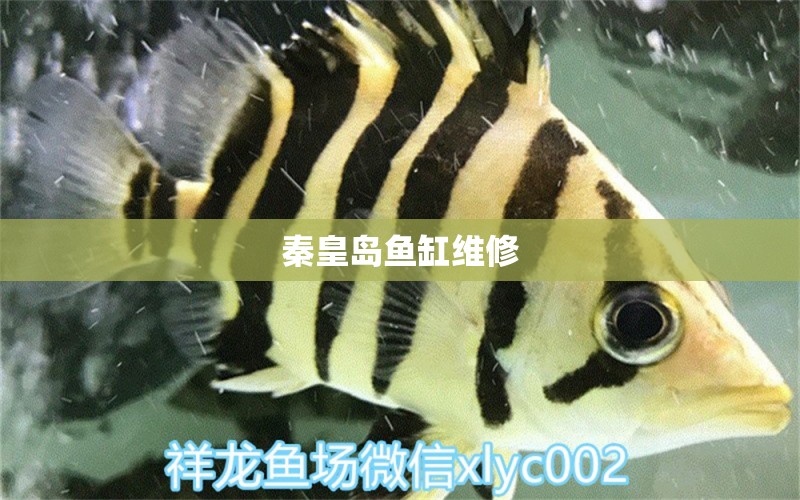 秦皇島魚缸維修