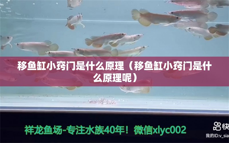 移魚缸小竅門是什么原理（移魚缸小竅門是什么原理呢）