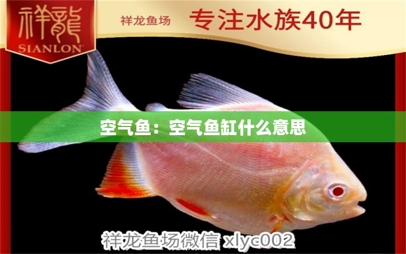 空氣魚：空氣魚缸什么意思