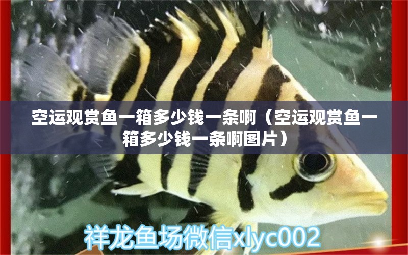 空運觀賞魚一箱多少錢一條?。者\觀賞魚一箱多少錢一條啊圖片）