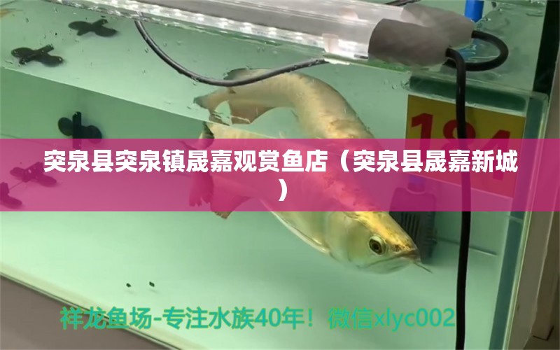 突泉縣突泉鎮(zhèn)晟嘉觀賞魚店（突泉縣晟嘉新城）