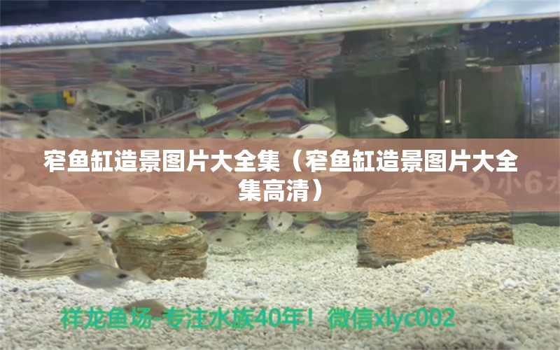 窄魚缸造景圖片大全集（窄魚缸造景圖片大全集高清） 祥龍水族醫(yī)院