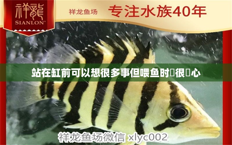 站在缸前可以想很多事但喂魚時卻很專心