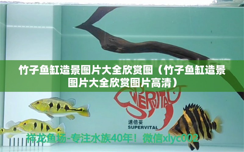 竹子魚缸造景圖片大全欣賞圖（竹子魚缸造景圖片大全欣賞圖片高清） 銀古魚苗