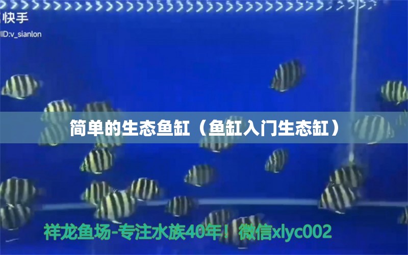 簡(jiǎn)單的生態(tài)魚(yú)缸（魚(yú)缸入門(mén)生態(tài)缸） 刀魚(yú)魚(yú) 第1張