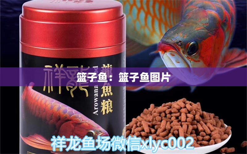 籃子魚：籃子魚圖片 祥龍魚場