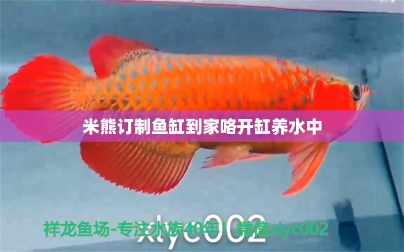 米熊訂制魚缸到家咯開缸養(yǎng)水中 野生地圖魚