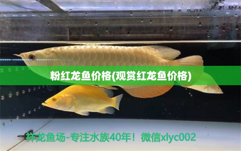 粉紅龍魚價(jià)格(觀賞紅龍魚價(jià)格) 黃鰭鯧魚 第1張