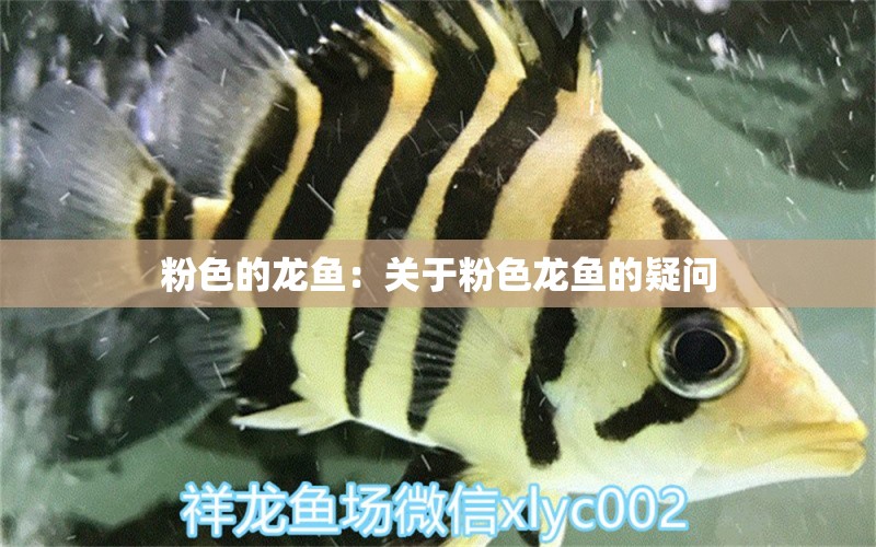 粉色的龍魚：關(guān)于粉色龍魚的疑問 水族問答 第1張