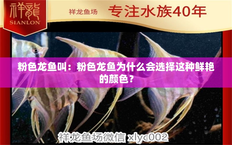 粉色龍魚(yú)叫：粉色龍魚(yú)為什么會(huì)選擇這種鮮艷的顏色？ 水族問(wèn)答 第2張