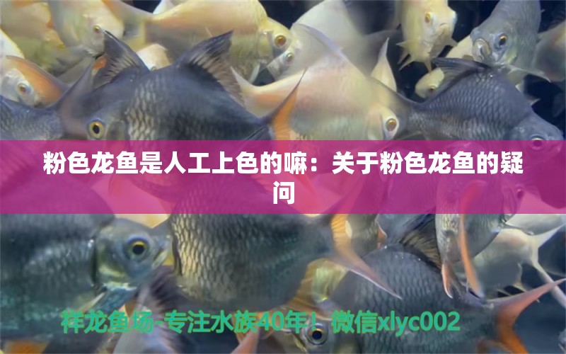 粉色龍魚是人工上色的嘛：關(guān)于粉色龍魚的疑問 水族問答 第1張