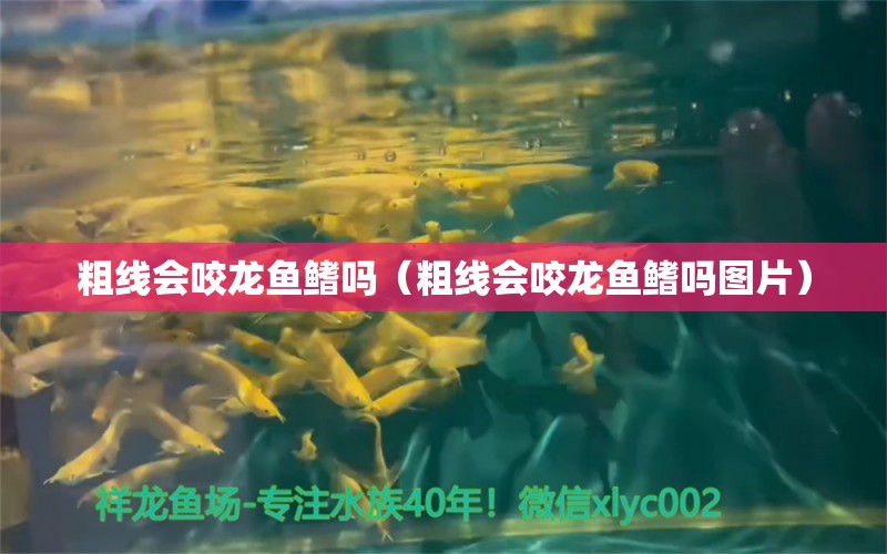 粗線會(huì)咬龍魚(yú)鰭嗎（粗線會(huì)咬龍魚(yú)鰭嗎圖片） 黃金鴨嘴魚(yú)