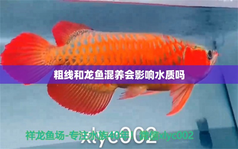 粗線和龍魚混養(yǎng)會影響水質(zhì)嗎 祥龍魚場