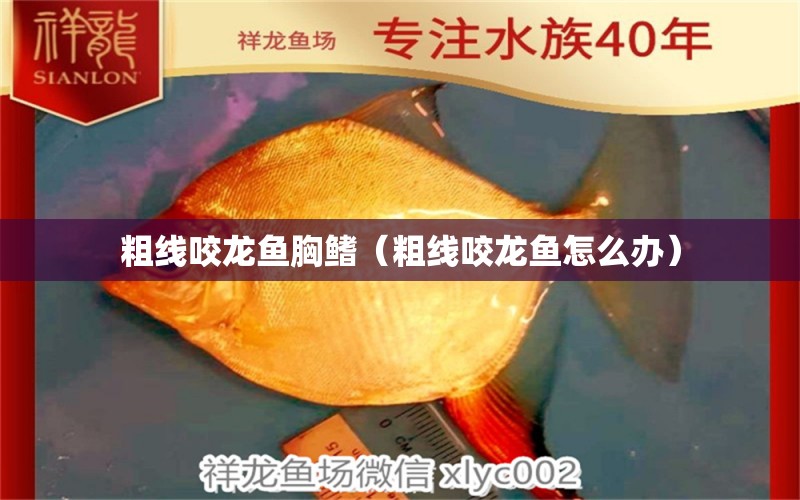 粗線咬龍魚胸鰭（粗線咬龍魚怎么辦） 細(xì)線銀板魚苗