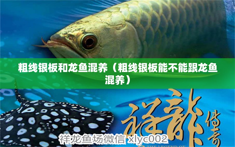 粗線銀板和龍魚混養(yǎng)（粗線銀板能不能跟龍魚混養(yǎng)）