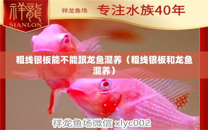 粗線銀板能不能跟龍魚混養(yǎng)（粗線銀板和龍魚混養(yǎng)）