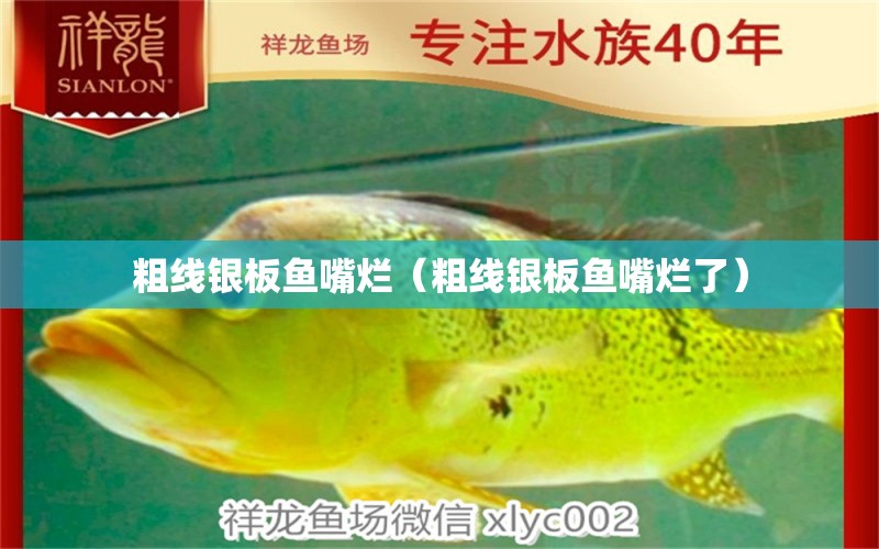 粗線銀板魚嘴爛（粗線銀板魚嘴爛了） 量子養(yǎng)魚技術(shù)