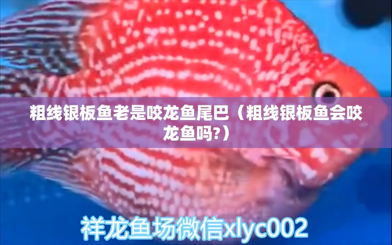 粗線銀板魚老是咬龍魚尾巴（粗線銀板魚會(huì)咬龍魚嗎?）