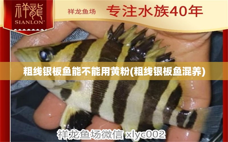 粗線銀板魚能不能用黃粉(粗線銀板魚混養(yǎng)) 狗頭魚