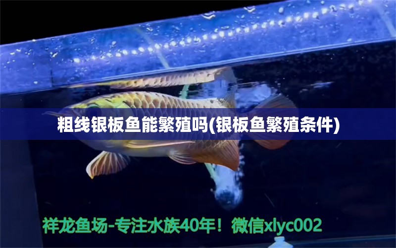 粗線銀板魚能繁殖嗎(銀板魚繁殖條件) B級過背金龍魚