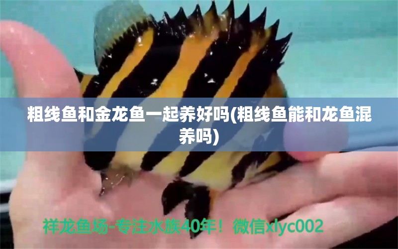 粗線魚和金龍魚一起養(yǎng)好嗎(粗線魚能和龍魚混養(yǎng)嗎) 其它水族用具設(shè)備