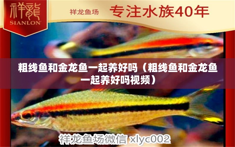 粗線魚(yú)和金龍魚(yú)一起養(yǎng)好嗎（粗線魚(yú)和金龍魚(yú)一起養(yǎng)好嗎視頻）