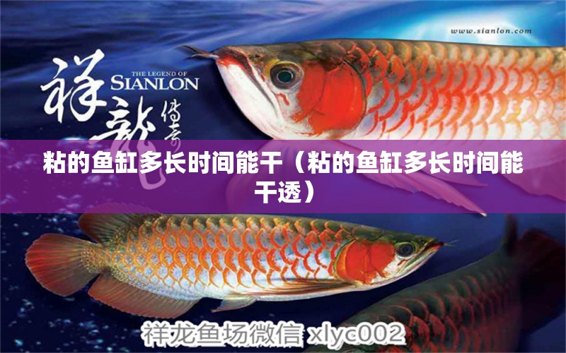 粘的魚缸多長時間能干（粘的魚缸多長時間能干透）