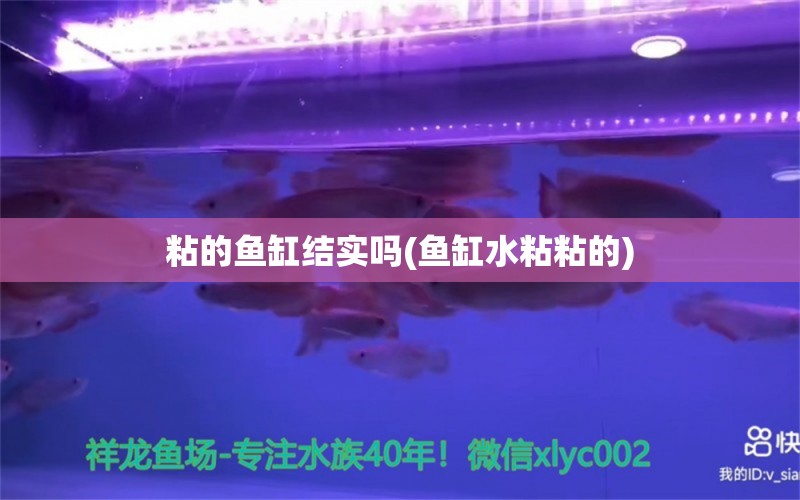 粘的魚缸結(jié)實嗎(魚缸水粘粘的) 黃金夢幻雷龍魚